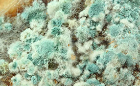 Mold Removal